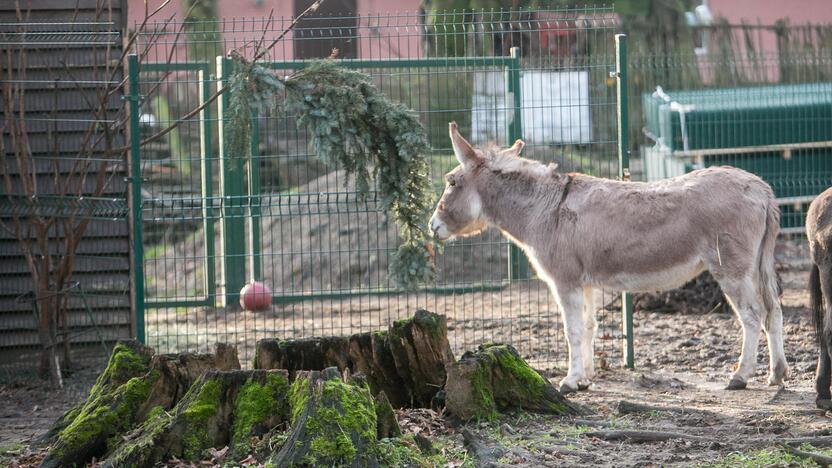 Gyvūnų Kalėdos zoologijos sode