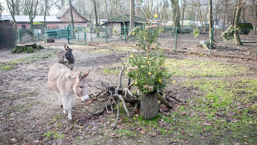 Gyvūnų Kalėdos zoologijos sode