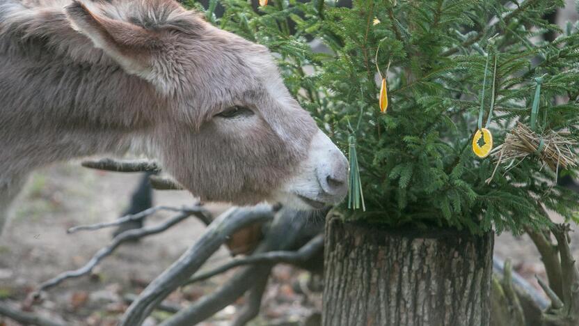 Gyvūnų Kalėdos zoologijos sode