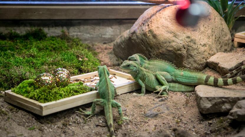 Gyvūnų Kalėdos zoologijos sode