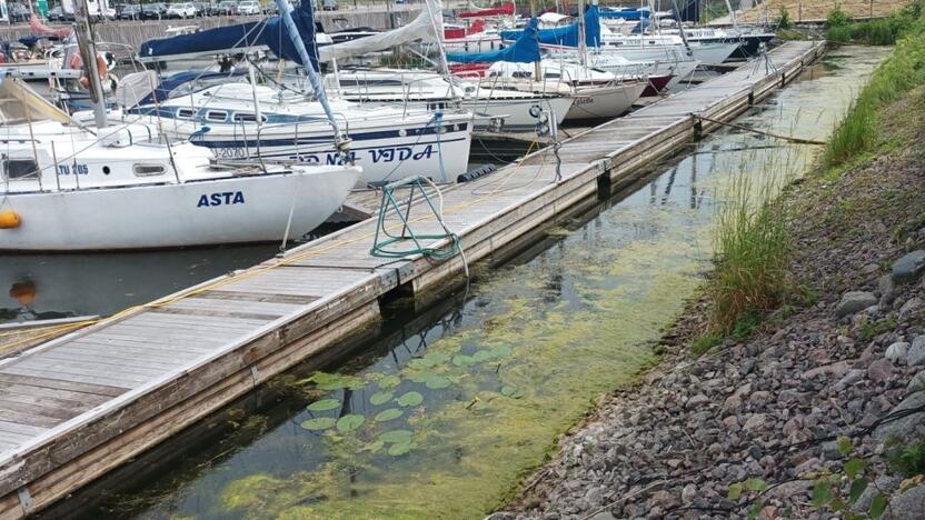 Klerkai: klaipėdiečiai supranta, kad gyvena prie vandens, o šis vasarą kartais „žydi“. Bet svečiams iš Vilniaus toks vanduo riečia nosį.