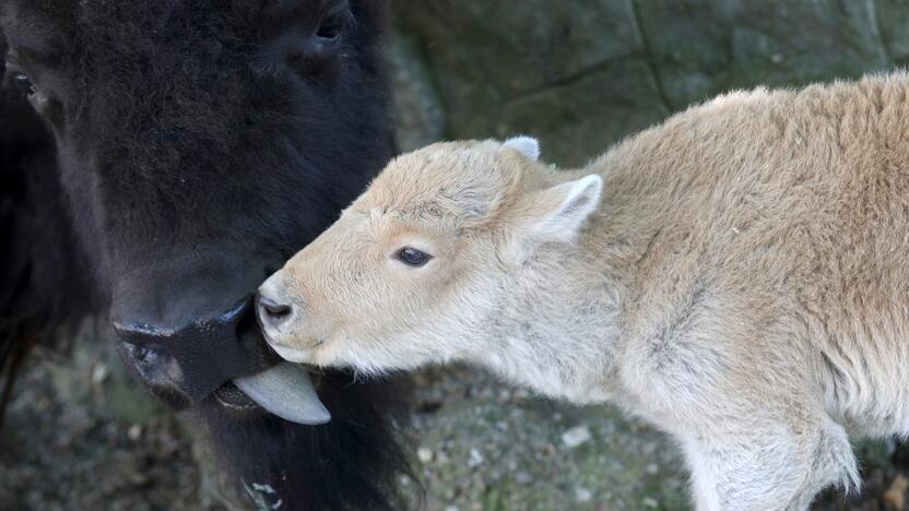 Pasitaiko: pastarąjį kartą baltas bizono jauniklis gimė prieš šešerius metus Belgrado, Serbijoje, zoologijos sode.