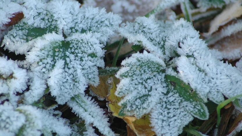 Orai: klimatologai Lietuvai prognozuoja 1,5 laipsnio šiltesnę žiemą, tačiau žolininkė A. Karaliūnaitė spėja, jog staiga užklups toks šaltis, kad žus daug dekoratyvinių augalų.