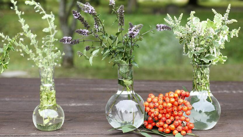 Tradicija: per Žolinę, kai rengiamos Švč. Mergelės Marijos ėmimo į dangų iškilmės, paprastai yra šventinami įvairūs žolynai.