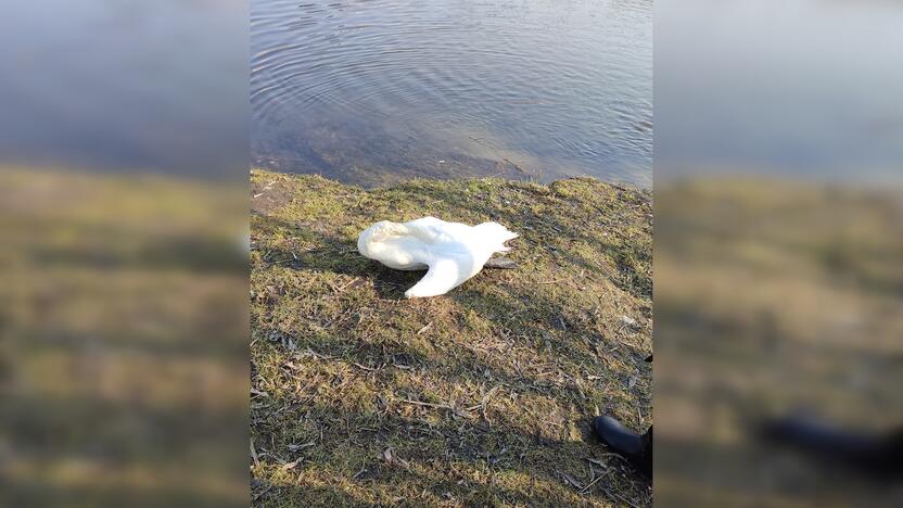 Abejonės: pamatę negyvą gulbę tvenkinyje žmonės suskubo svarstyti, ar batono gabalai galėjo ją pražudyti.