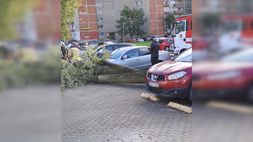 Žala: Nidos gatvėje medis apgadino tris automobilius.