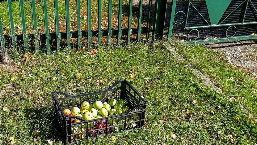 Obuoliai padėti prie Sartų gatvėje stovinčio namo tvoros