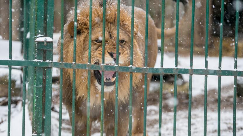 Zoologijos sodo gyvūnai sulaukė kalėdinių dovanų