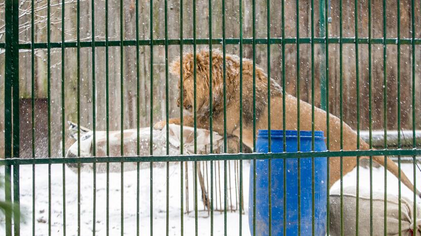 Zoologijos sodo gyvūnai sulaukė kalėdinių dovanų