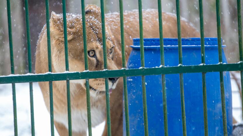 Zoologijos sodo gyvūnai sulaukė kalėdinių dovanų