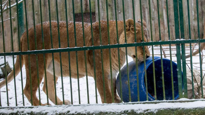 Zoologijos sodo gyvūnai sulaukė kalėdinių dovanų