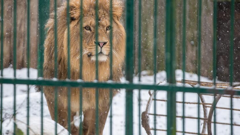 Zoologijos sodo gyvūnai sulaukė kalėdinių dovanų