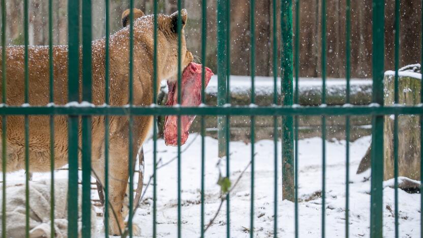 Zoologijos sodo gyvūnai sulaukė kalėdinių dovanų