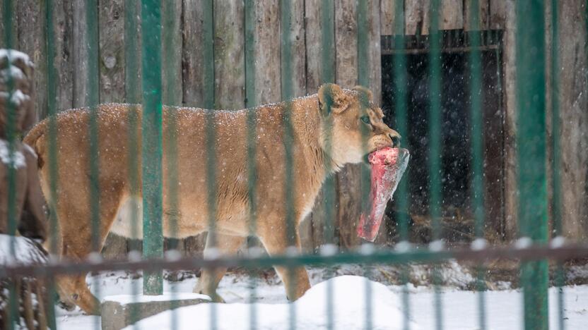 Zoologijos sodo gyvūnai sulaukė kalėdinių dovanų