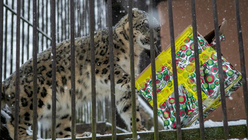 Zoologijos sodo gyvūnai sulaukė kalėdinių dovanų