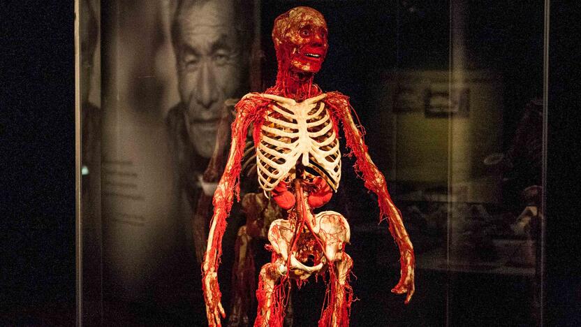 "Body worlds vital" paroda Kaune