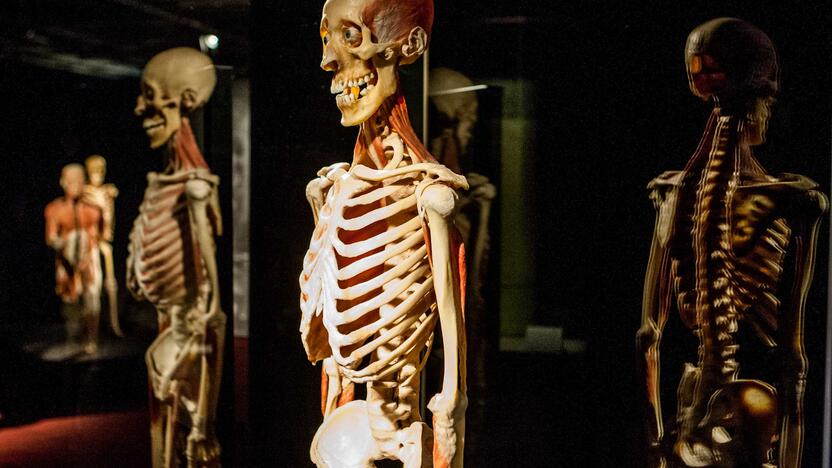 "Body worlds vital" paroda Kaune