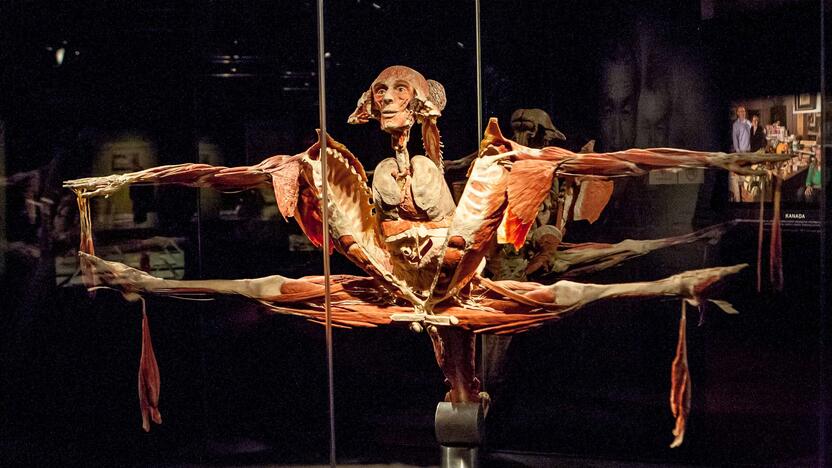 "Body worlds vital" paroda Kaune