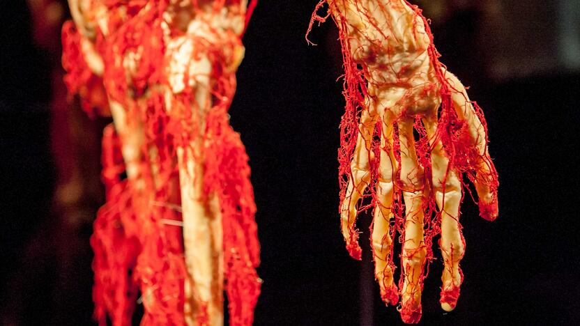 "Body worlds vital" paroda Kaune