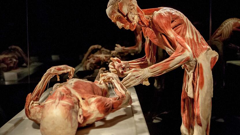 "Body worlds vital" paroda Kaune