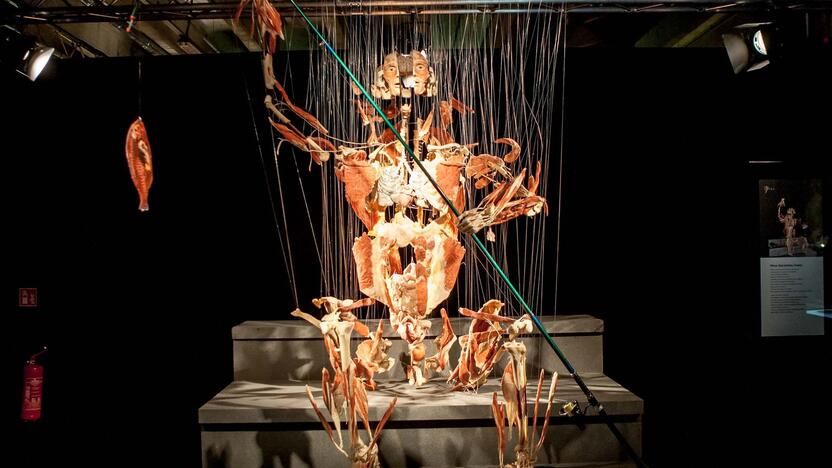 "Body worlds vital" paroda Kaune