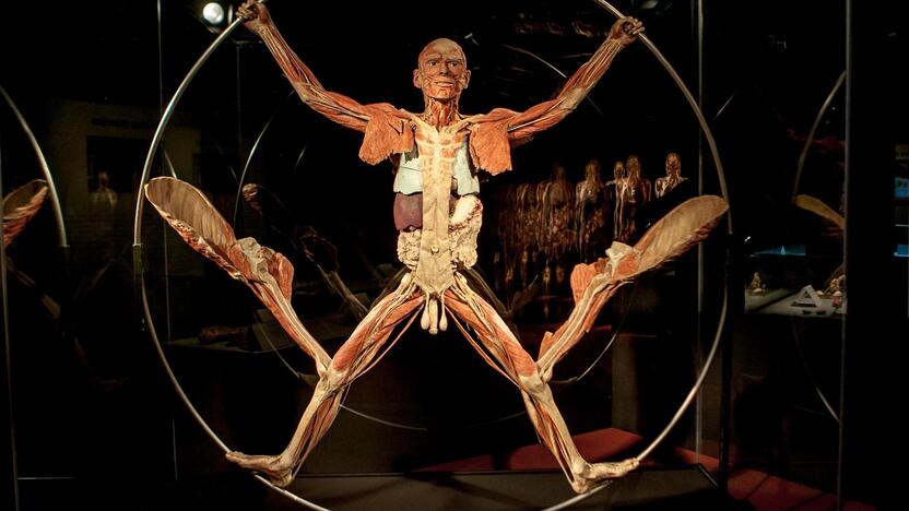 "Body worlds vital" paroda Kaune