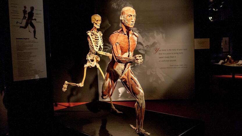 "Body worlds vital" paroda Kaune