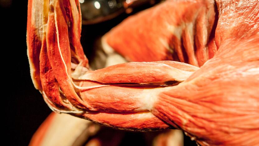 "Body worlds vital" paroda Kaune