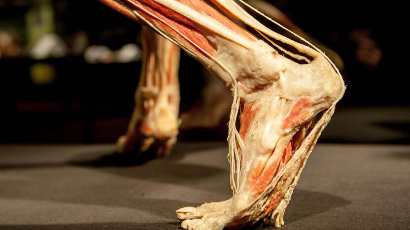 "Body worlds vital" paroda Kaune