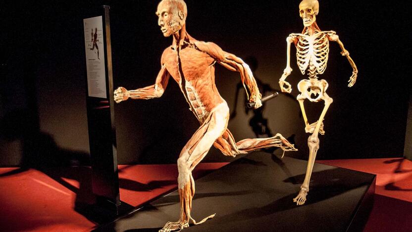 "Body worlds vital" paroda Kaune