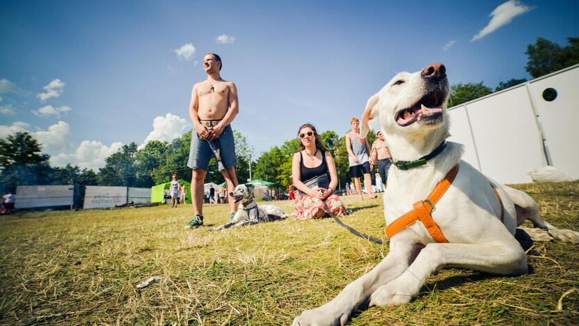 Festivalio „Bliuzo naktys“ akimirkos