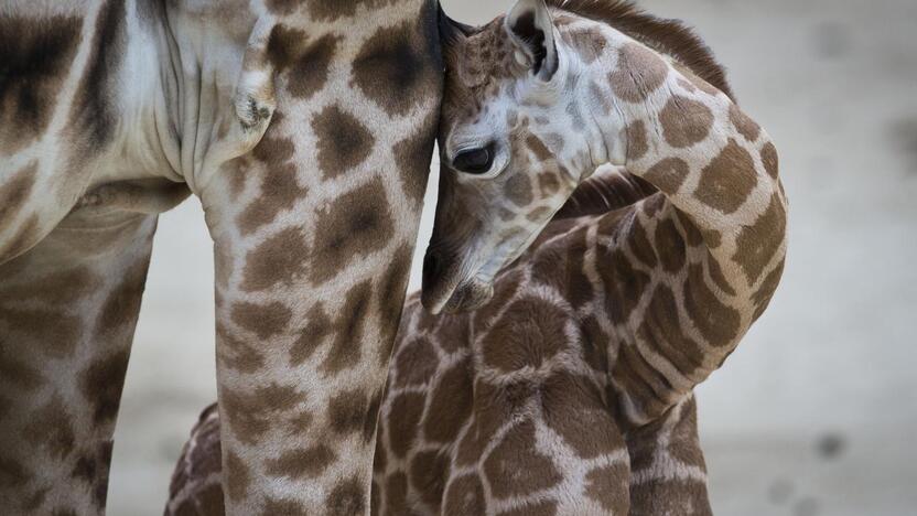 Smagūs vaizdai iš Vokietijos ir Olandijos zoologijos sodų