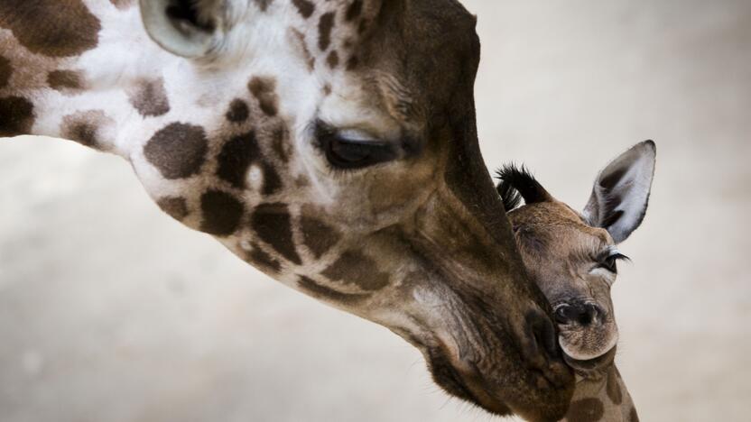 Smagūs vaizdai iš Vokietijos ir Olandijos zoologijos sodų