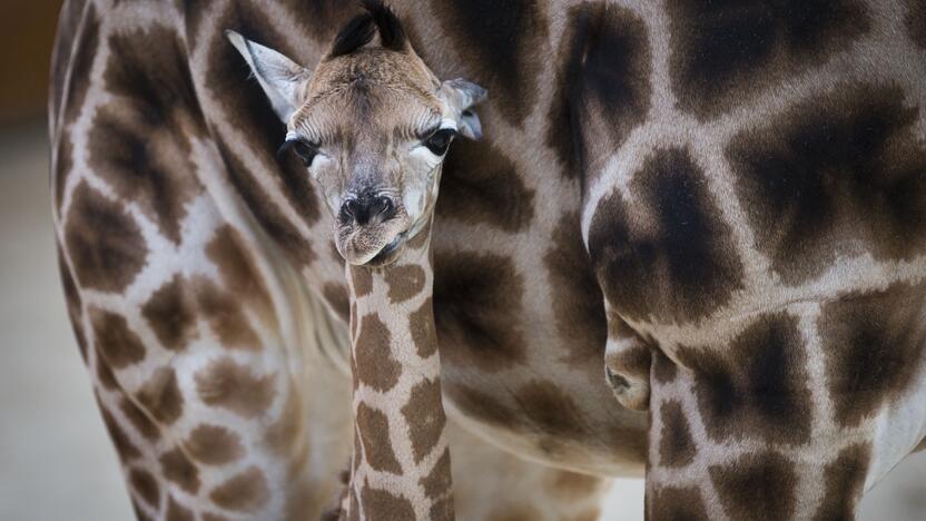 Smagūs vaizdai iš Vokietijos ir Olandijos zoologijos sodų