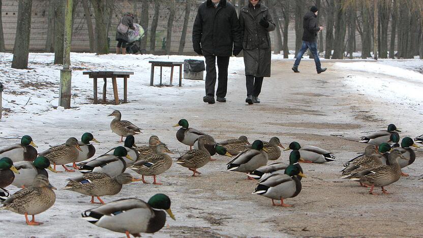 Kauno parkai žiemą