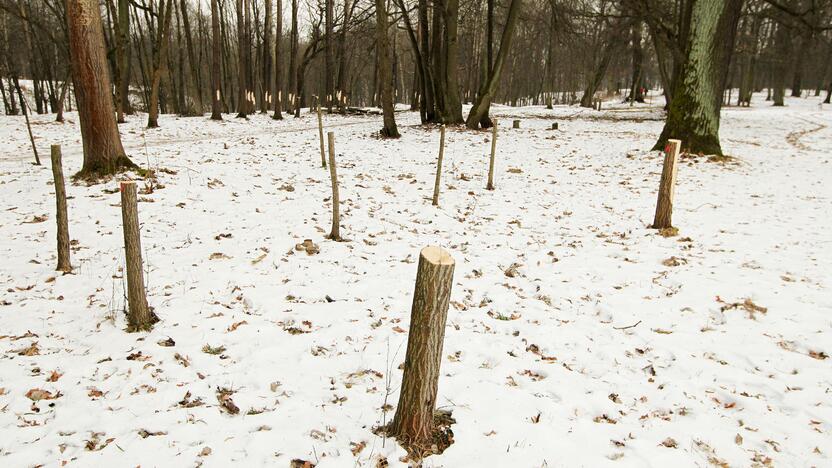 Ąžuolyno parke nukirsti medžiai