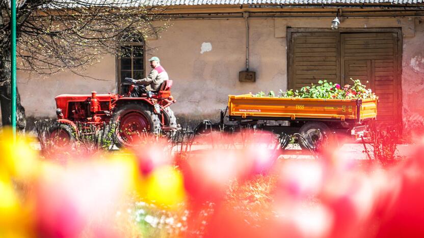 Botanikos sode – svaiginančių gėlių žiedai