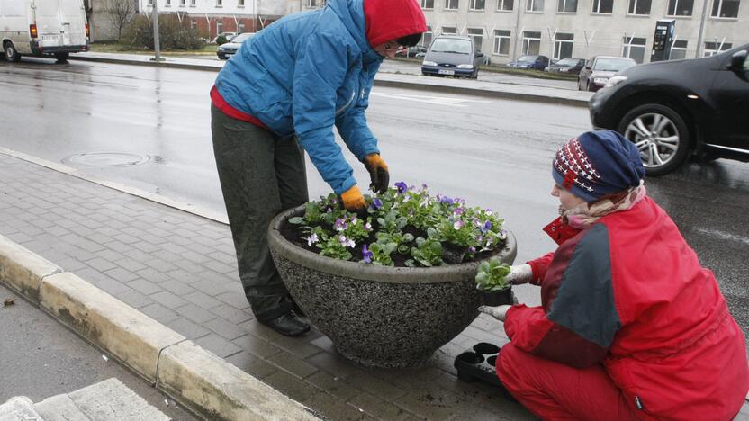 Gėlės: vazose ir klombose našlaitės buvo sodinamos trečiadienį.