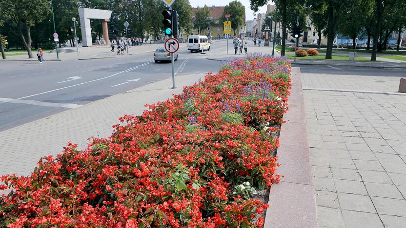 Spalva: Klaipėdą stengiamasi puošti ir miestiečius bei poilsiautojus sužavėti ryškiais žiedais.