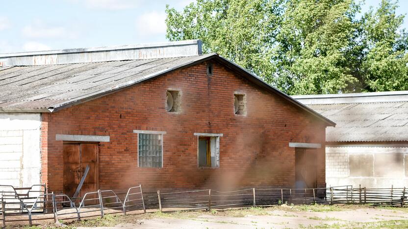 Gyvenimas šalia kiaulidžių