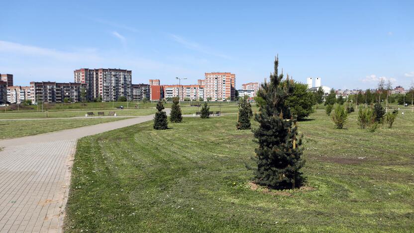 Finišas: Sąjūdžio parke apželdinimo darbai jau beveik baigti.