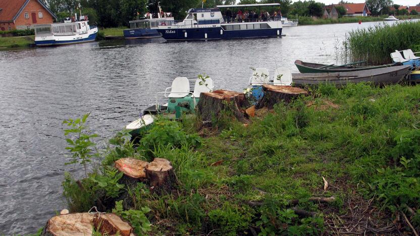 Byla: dėl šių 2010 m. Minijos kaime iškirstų medžių iki šiol bylinėjamasi teismuose.