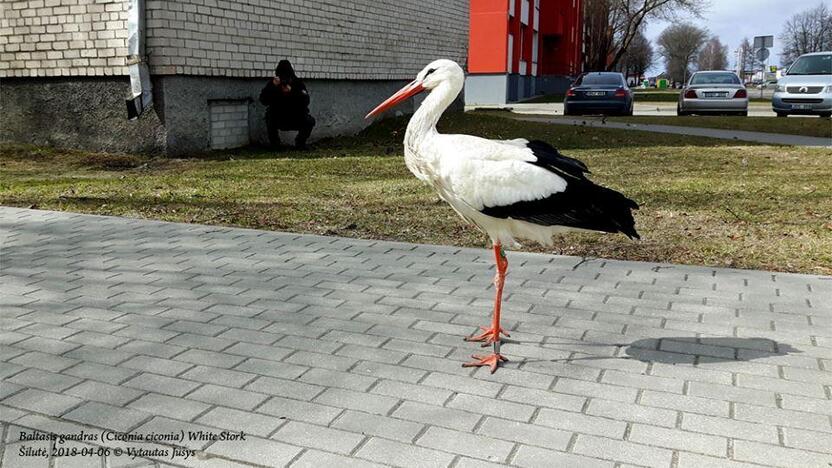 Augintinis: žmonių dėmesio siekiantis gandras Pranis, kuris 2015 m. buvo išgelbėtas Šiaulių rajone, vėl parskrido į Ventę.