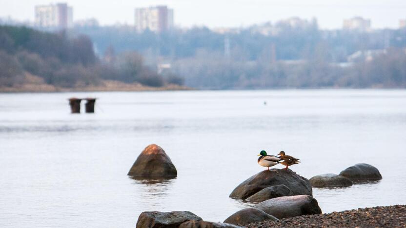 Neišskridę žiemoti sparnuočiai būriuojasi vandens telkiniuose