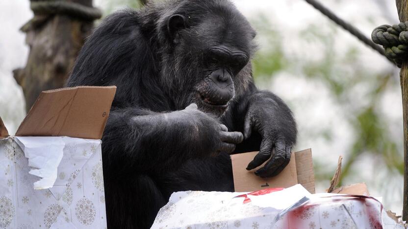 Per didžiąsias metų šventes Prancūzijos zoologijos sodo gyventojai dalinosi dovanas