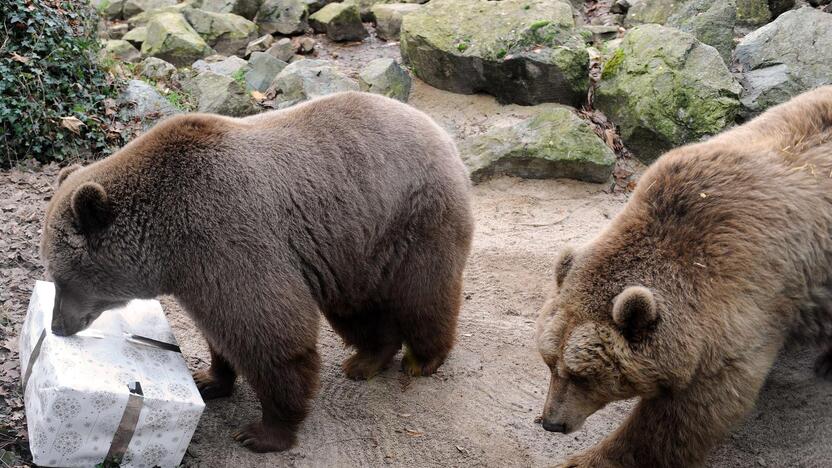 Per didžiąsias metų šventes Prancūzijos zoologijos sodo gyventojai dalinosi dovanas