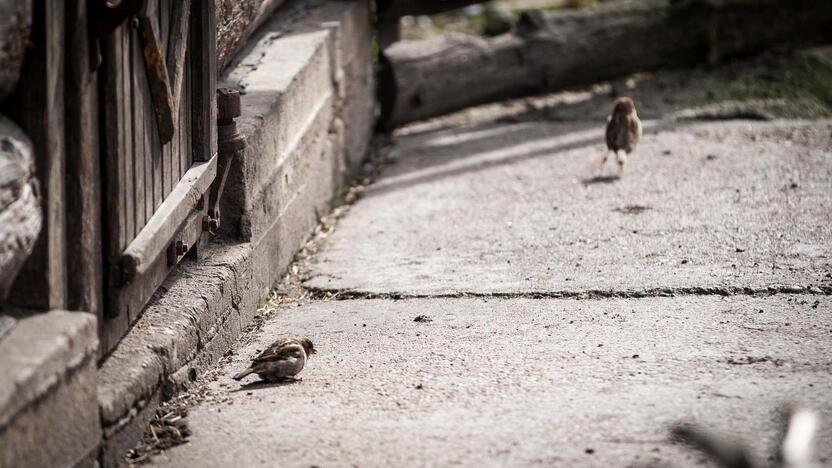 Zoologijos sode paminėta Pasaulinė žvirblių diena