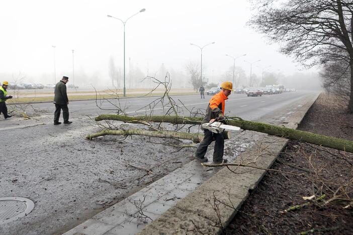 Poilsio parke kertami medžiai