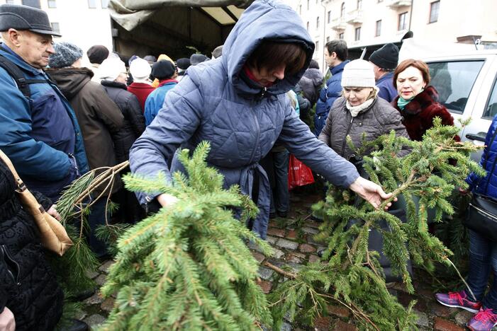 Eglės šakų dalinimas Klaipėdoje