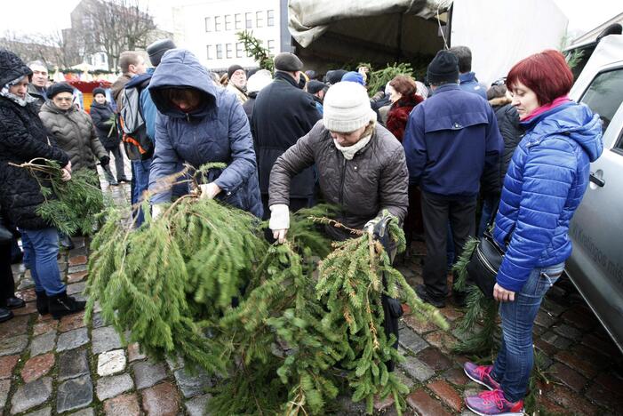 Eglės šakų dalinimas Klaipėdoje